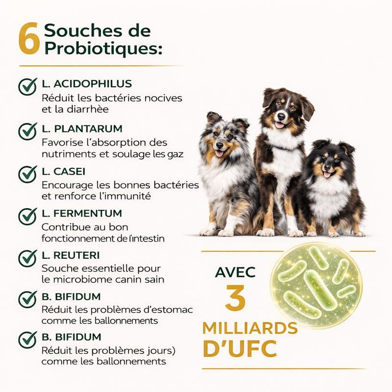 Probiotique Naturel | Digestion apaisée, confort retrouvé.